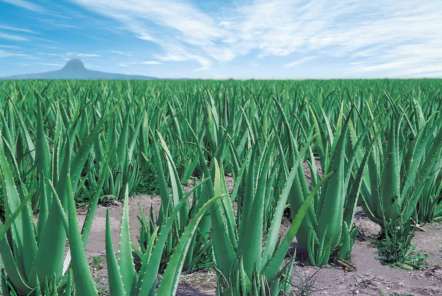 piantagione-di-aloe-vera